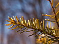 Abies koreana Lutea IMG_4612 Jodła koreańska